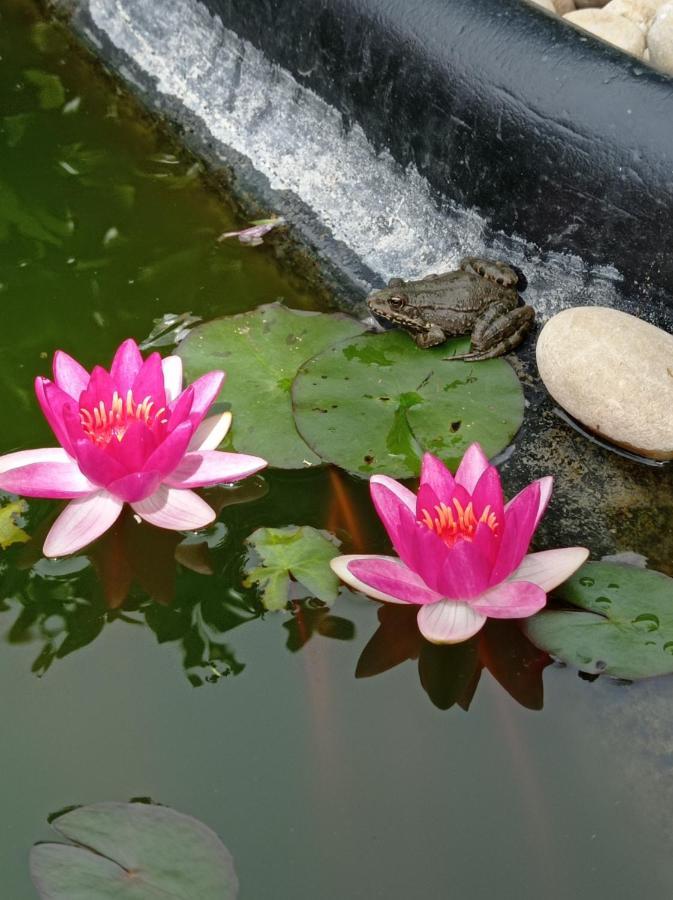 Hébergement de vacances L'albizia 3 épis